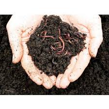 Vermicompost